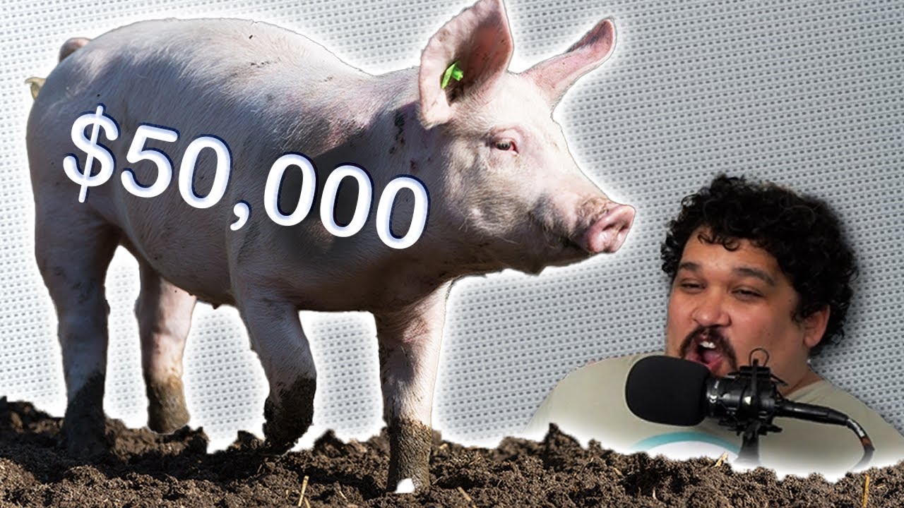 Как потратить 50 000 долларов