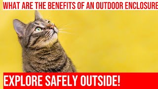 Create a Cat-Friendly Outdoor Enclosure: A Step-by-Step Guide by Meow-sical America 102 views 5 months ago 5 minutes, 8 seconds