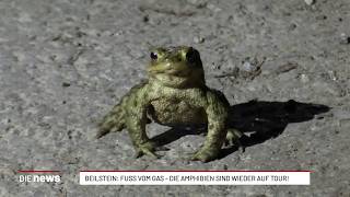 Beilstein: Fuß vom Gas – die Amphibien sind wieder auf Tour!