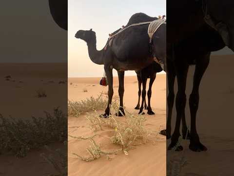 ديرة مادوجت فيها مداور المجاهيم الرمله الربع الخالي