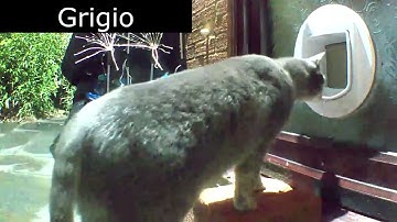 At the catflap tails - Mr. Darcy, tuxedo cat feat. Chonk and Grigio