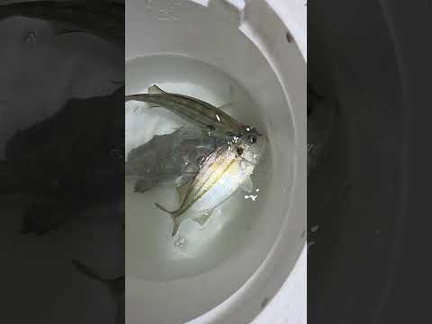 ينم مع يميام فى حمام السباحه