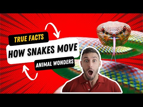 Serpentine Superstars: Unlocking the Secrets of Snake Locomotion
