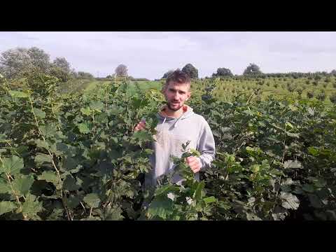 Дворічні саджанці фундука!🌳🌰🌳🌰🌳🌰🌳👍😉