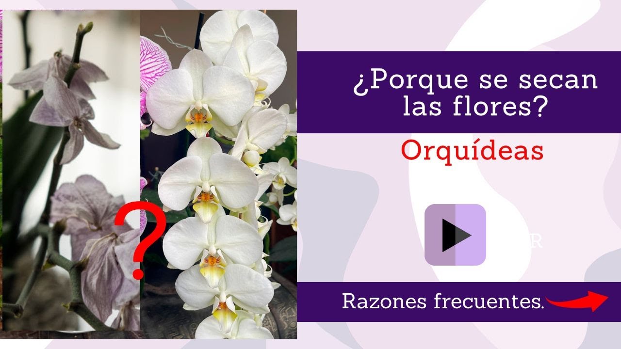 Las Flores De Mi Orquidea Se Estan Marchitando www.youtube.com