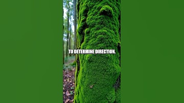 Navigating with the Moss-Sun Compass