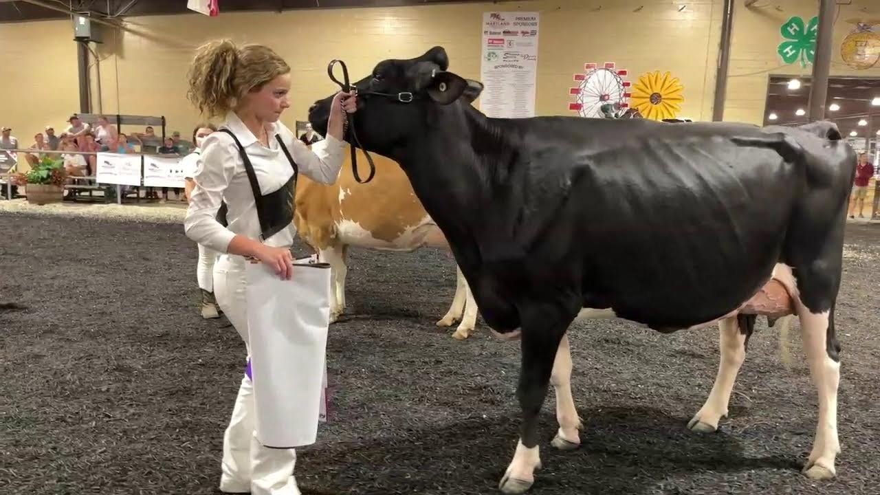 4-H/FFA Dairy Show - YouTube