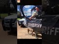 Dogwhere you go,I go 🤣 #dog #dogs #funnydogs #funnyanimals