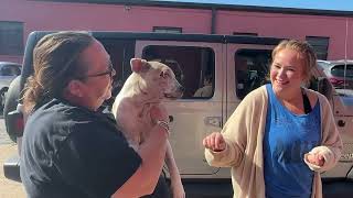 Jessie is home! - Stray Rescue of St.Louis by Stray Rescue of St.Louis Official 27,826 views 6 months ago 2 minutes, 29 seconds