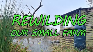 BRITISH Farm REWILDING for WILDLIFE | Pond and Hide Update by Brimwood Farm 610 views 5 months ago 12 minutes, 11 seconds