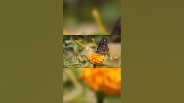 قرآن كريم تلاوة عذبة 💞🌹