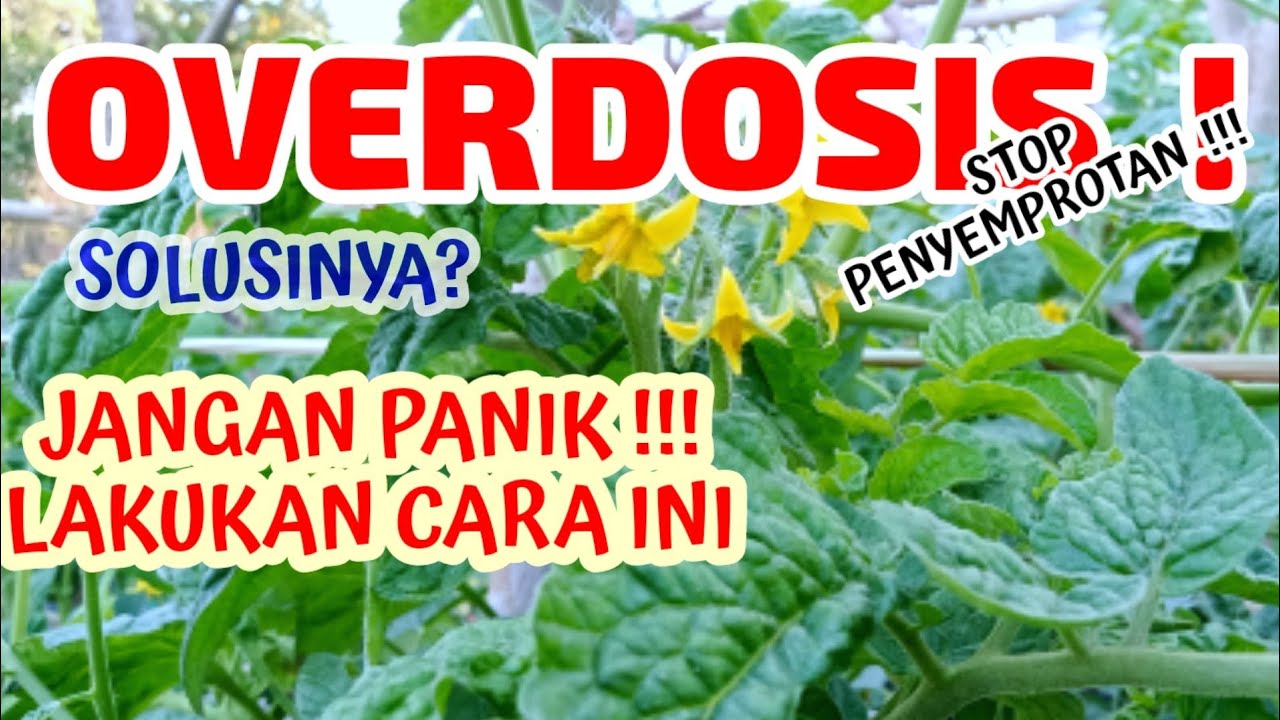 JANGAN PANIK !! Cara Mengatasi Overdosis Pupuk Pada Tanaman Tomat 🍅 #