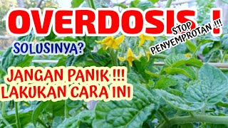 JANGAN PANIK !! Cara Mengatasi Overdosis Pupuk Pada Tanaman Tomat 🍅 #budidayatomat #tanamantomat