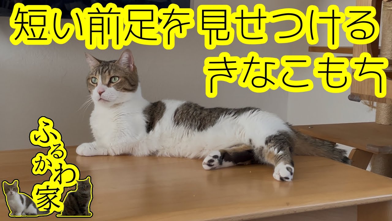 あほねこ 絵本「アブないニャン！」 | 妄想工作所 / MO-SO kosakusho
