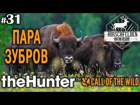 Видео: theHunter call of the wild #31 🔫 - Пара Зубров - Винтовка - Зубр, Косуля