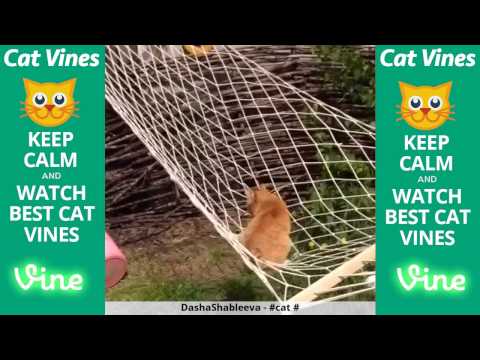 funniest-cat-vines-#55---updated-august-15th,-2015