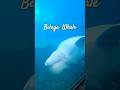 Beluga whale seaworld amazing belugawhale shorts wildlife beautiful jgkix