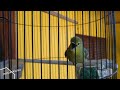 Pancingan Sirtu Cipoh Macet Malas Bunyi Pagi Siang Sore Malam Agar Nyiul Bunyi Gacor Mp3 - Mp4 Download
