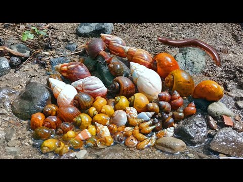 Wow!! Hunting Snails, Bekicot, Keong mas, Siput, Cangkang, Dan Kaki seribu atau Luwing Di Sungai