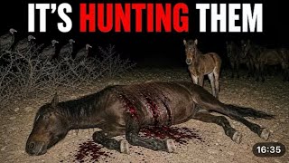 Biologists Finally Found What's Hunting Wild Horses in Montana—And No One Can Believe It