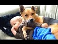 Best Of Cats And Dogs Protecting Babies 2016 || NEW HD