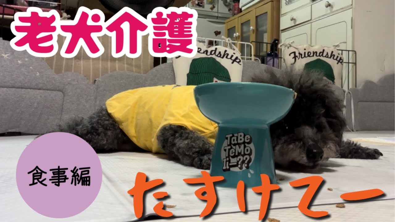 第198話【老犬介護】19歳すぐにぺったんこになっちゃいます#シニア犬#老犬