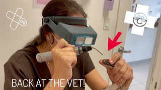 Rescued Ball Python Goes Back To The Vet! Update! Plus Huge Announcement!!