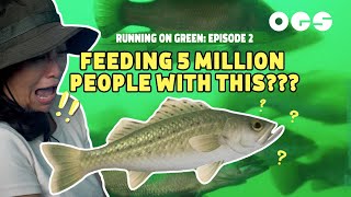 How To Feed More Than 5 Million People | Running On Green
