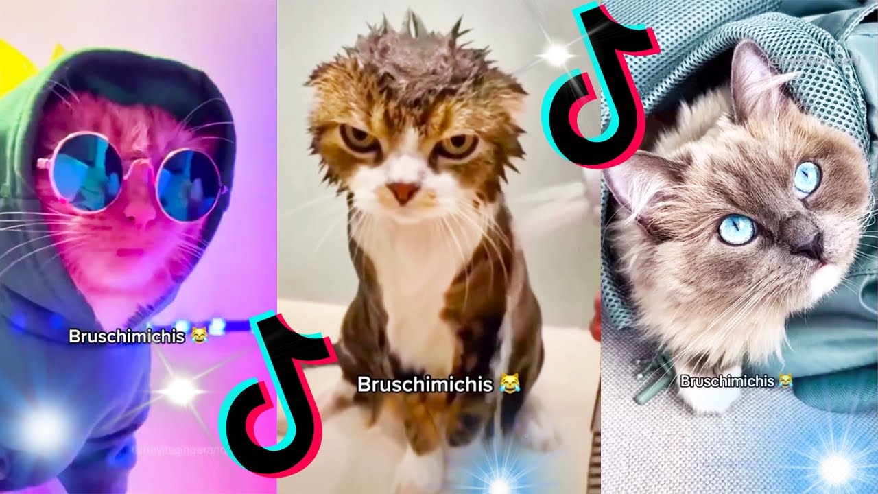 😹 Lo Mejor De Los Bruschimichis @pablobruschi 💗 Hora De Risa 🐈💕