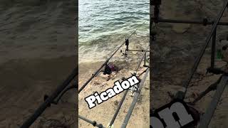#carprun #carpfishing #carp #pesca #live