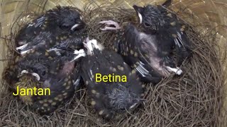 Cara membedakan jenis  kelamin Anakan burung murai batu usia 8 sd 12 hari