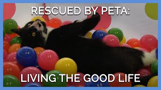 These PETA Rescues Are Living the Good Life Now and Forever