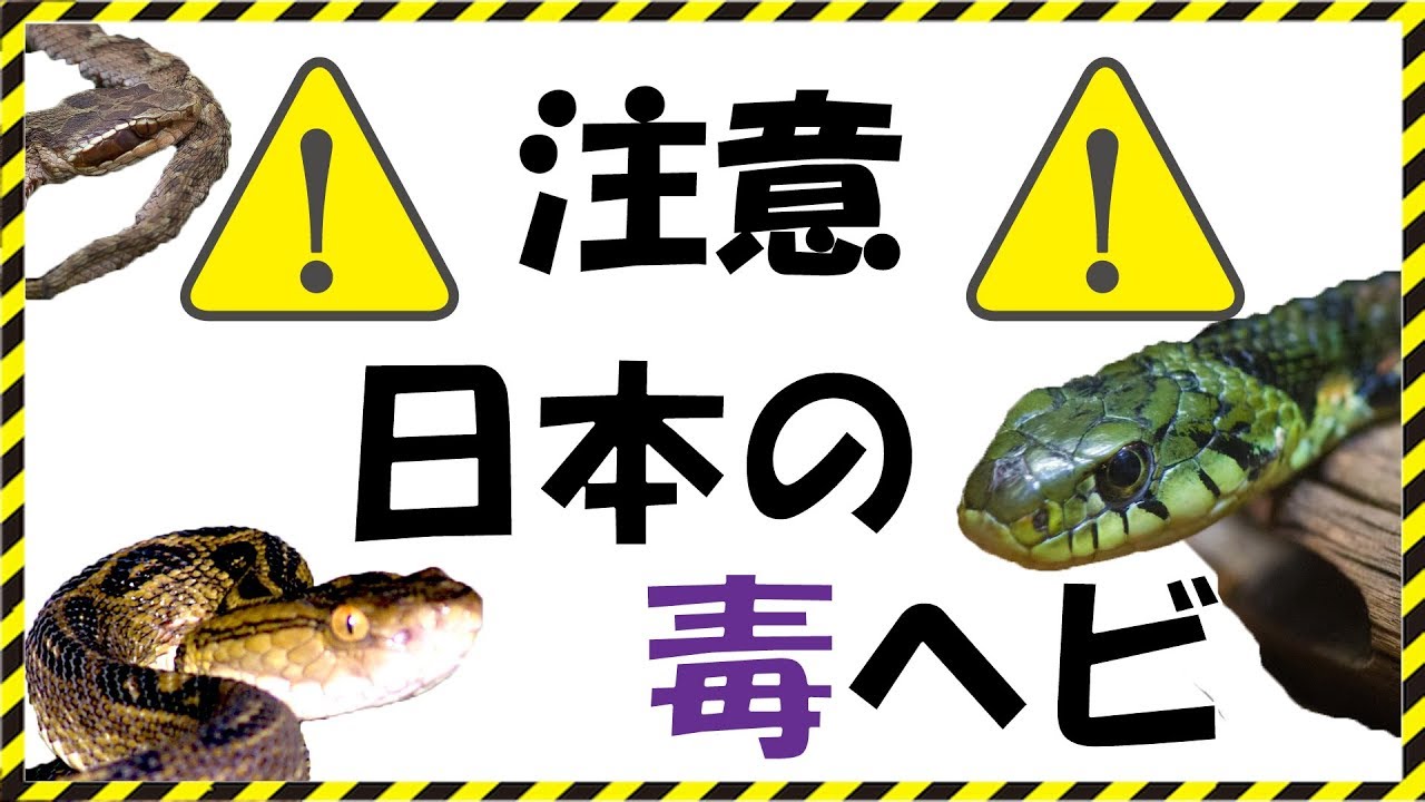 【危険】ヤマカガシの毒性はヤバイ!? 噛まれると 日本にいる毒蛇と対処法！ - YouTube
