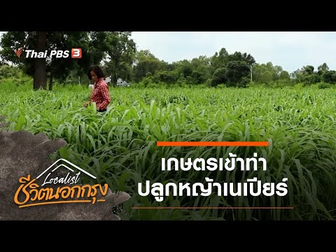 เกษตรเข้าท่า ปลูกหญ้าเนเปียร์ : Localist ชีวิตนอกกรุง