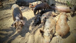 MUDANÇA NO CHIQUEIRO! SEPARAMOS OS LEITÕES MAIORES DAS PORCAS PARIDAS 🙌