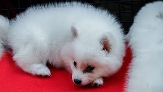 Pomeranian Rescue Stories Heartwarming Tales of Adoption by Pomeranian USA 155 views 4 days ago 3 minutes, 45 seconds