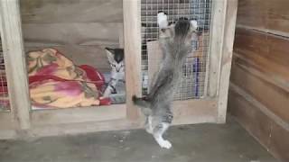 Cutest Kittens Are Playing by Animals Love 30 views 5 years ago 1 minute, 55 seconds