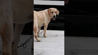 Labradordog #labradorretriever #dog#animal#puppie #labrador #dogbreed #4k #labpuppy#puppies#gaurd