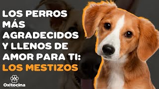 ¿Cómo se les dice a los perros mestizos?
