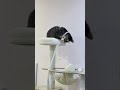 Why Cats Act So Independent