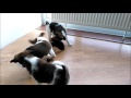 Smooth Fox Terrier puppies 6 weeks old の動画、YouTube動画。