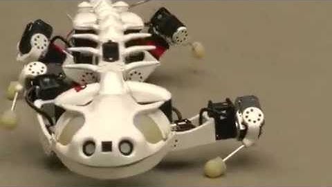 Robot salamander helping scientists unlock spinal secrets