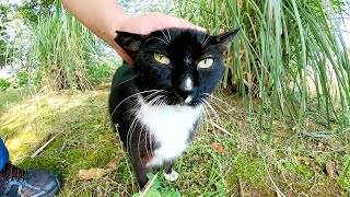 バットマンみたいな猫を追いかけていたら、自分からカメラに迫ってきた
