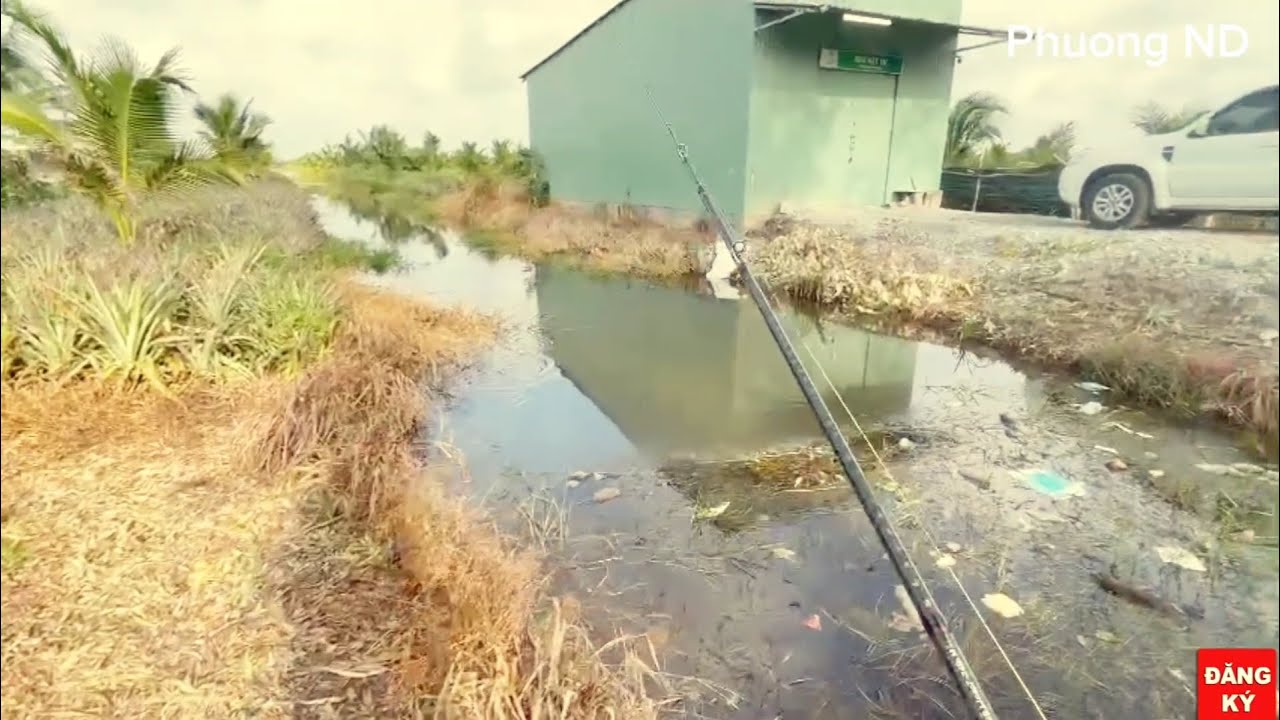 Câu cá lóc dạo tân phước đồng tháp