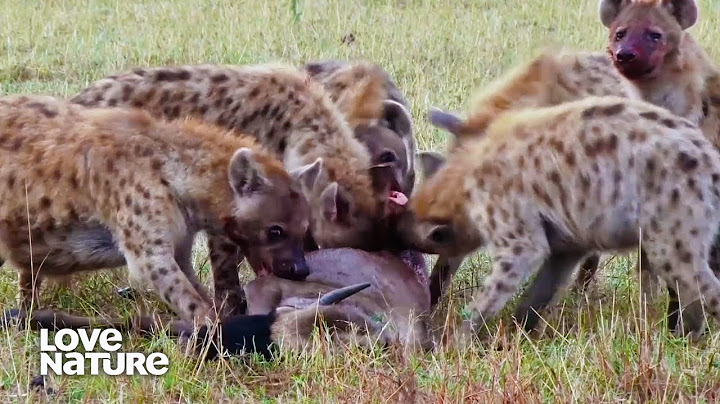Hyena Clan Hunts Down and Eats Wildebeest Alive | Lions & Hyenas