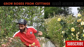 How to grow Roses from cuttings | गुलाब कैसे उगायें | Easiest way सबसे आसान विधि