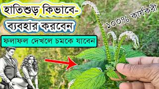 হাতিশুড় গাছের উপকারিতা ও ব্যবহার জানলে পায়ের মাটি সরে যাবে | Heliotropium Indicum Benefits screenshot 5