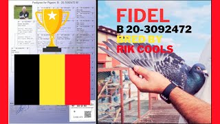 B 20-3092472 ♂ 🇧🇪 FIDEL, bred by RIK COOLS 🏆