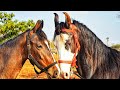 How to select a horse | Horse riding | காங்கேயம் குதிரை | Tamil