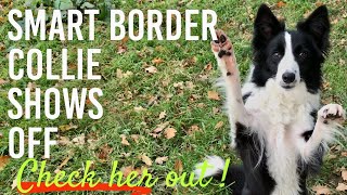 SMART BORDER COLLIE PUPPY dog training ( obedience, heel, scent work, whistle, opening doors) by Northern lights BORDER COLLIES 1,308 views 3 years ago 2 minutes, 12 seconds